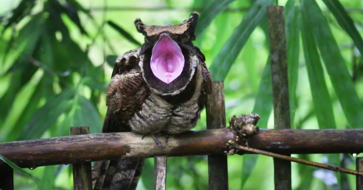 АААААААААА...Теперь вам понятно, что это моя ветка???