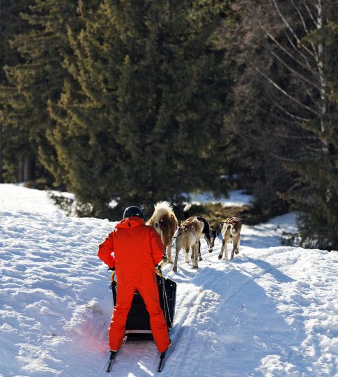 Сегодня на лыжной базе «Чайка» состоялись гонки на собачьих упряжках