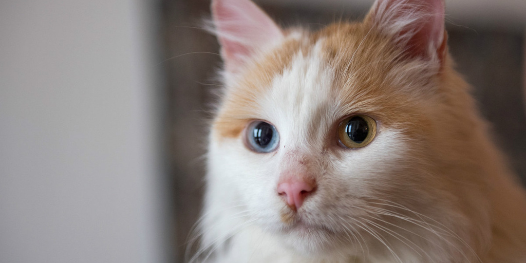 Почему кошка может игнорировать зов, но приходить через несколько минут