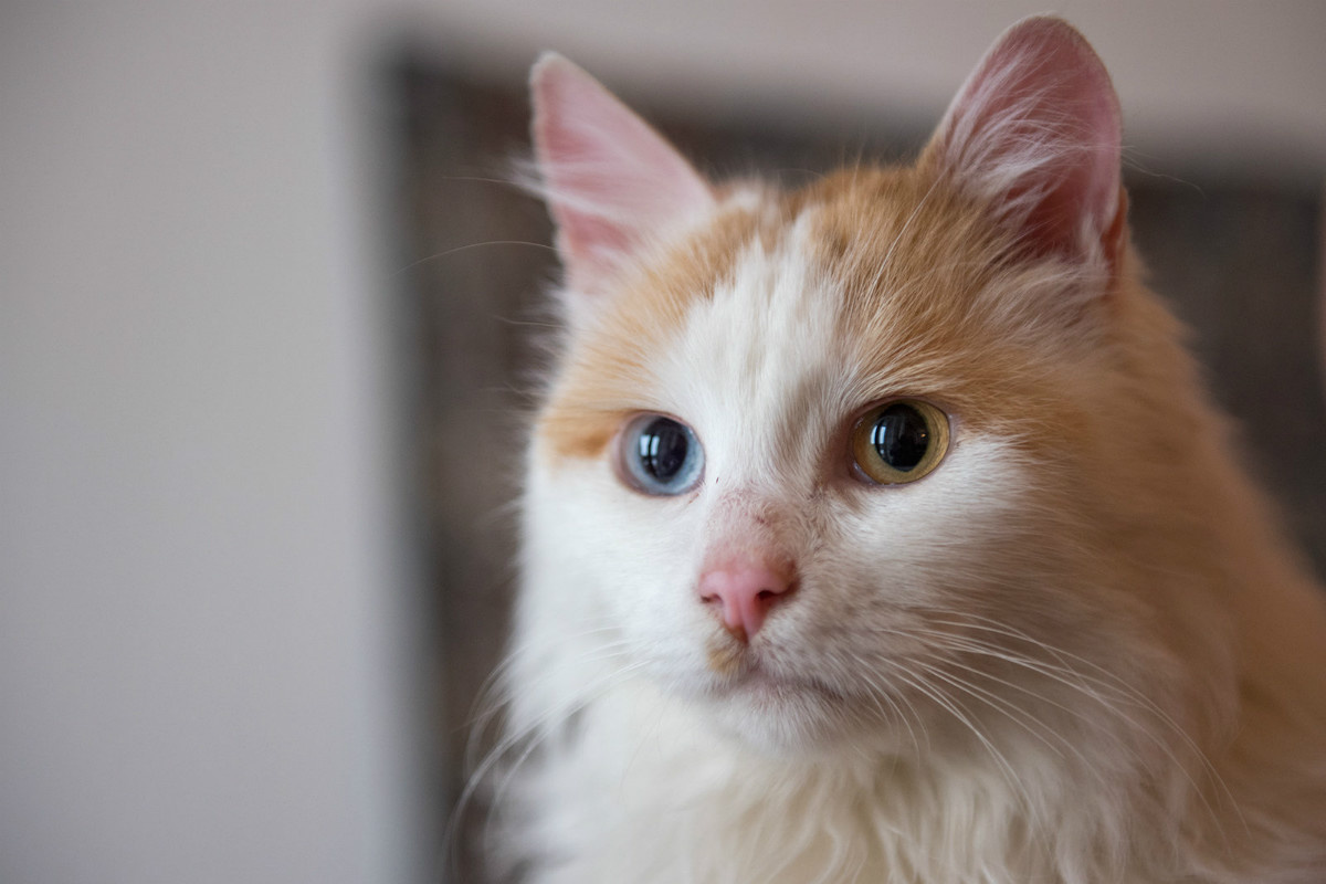 Фото из Интернета. 