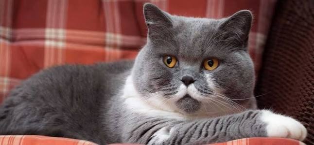 Фото из Интернета. 