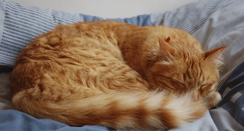 Кошка резко перестает играть и уходит спать: в чём причина