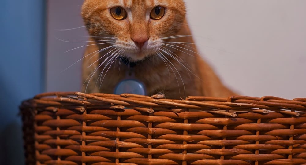 Почему кошки по-разному реагируют на перемены погоды