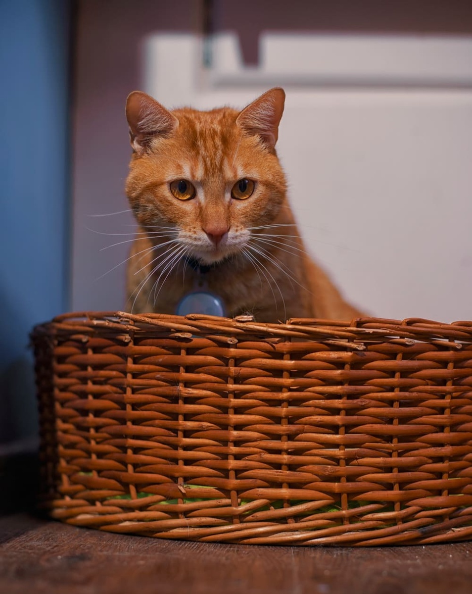 Фото из Интернета. 