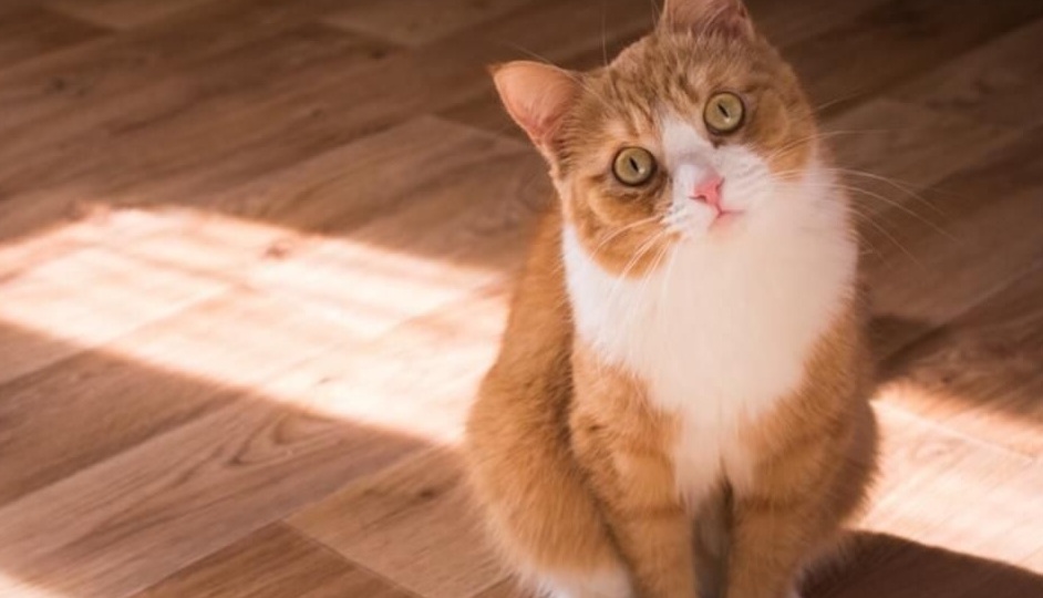 Кошка повсюду сопровождает человека: в чём причина