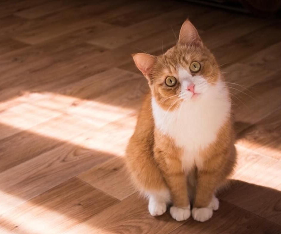 Фото из Интернета. 