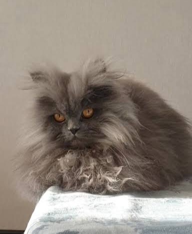 Фото из Интернета.