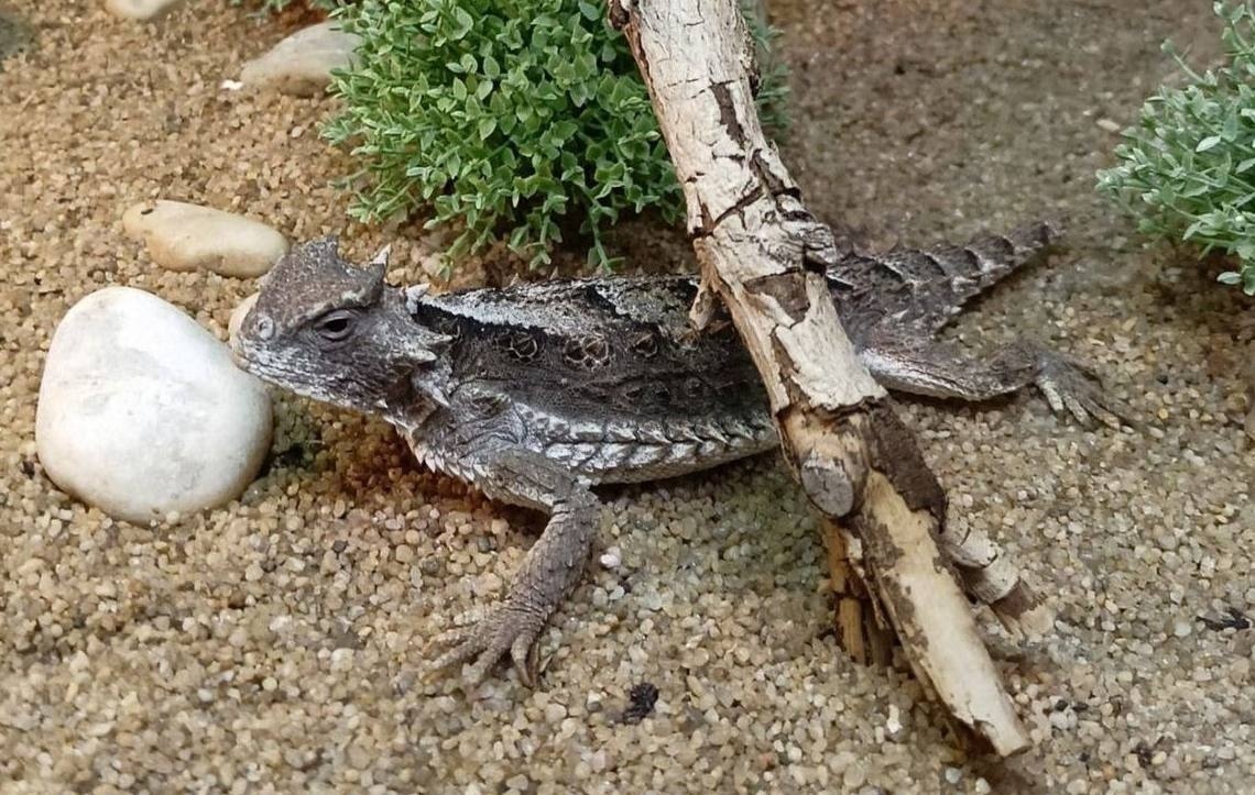 Telegram-канал гендиректора Московского зоопарка Светланы Акуловой