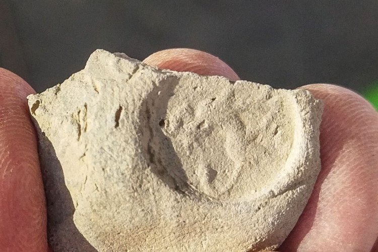 Фото: пресс-служба УрФУ / Анна Крашенинникова Информация взята с портала «Научная Россия» (https://scientificrussia.ru/)