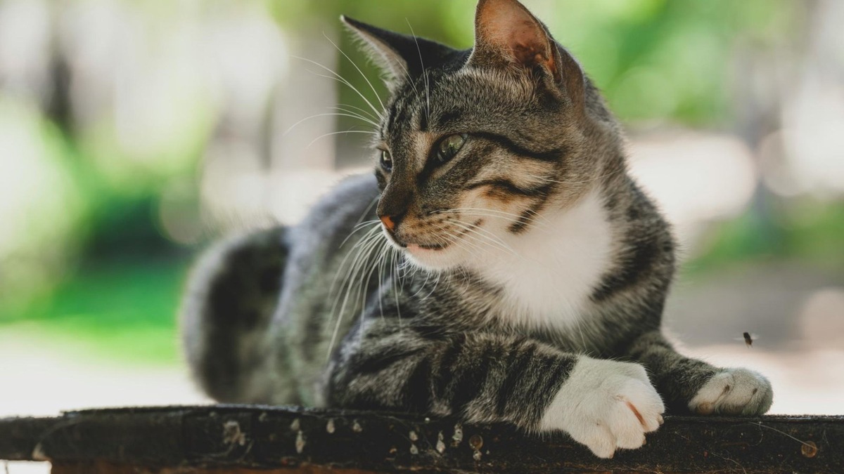    Питомцы испытывают не меньший стресс от переезда, чем люди