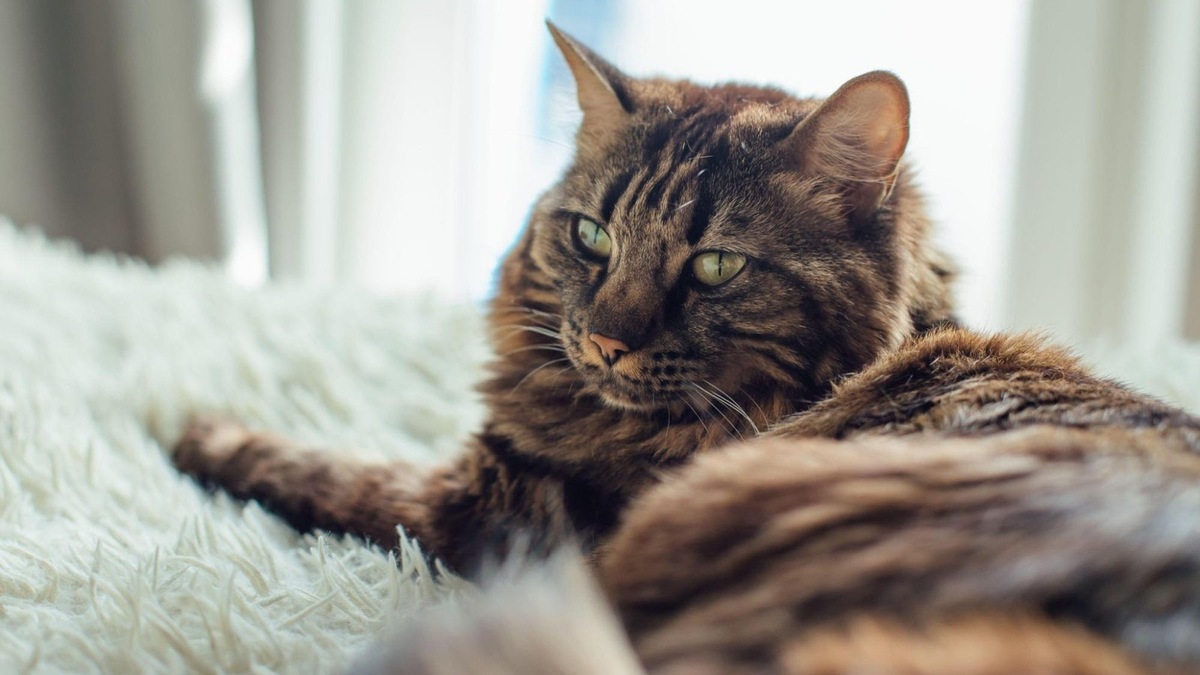    Важно не торопить кошку в освоении новой территории