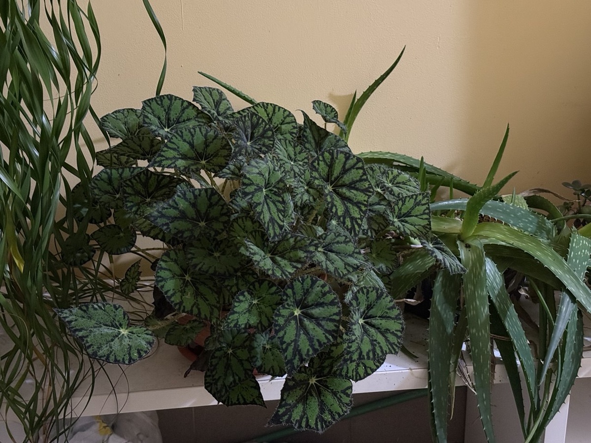 Бегония Рэкс (декоративнолистная)