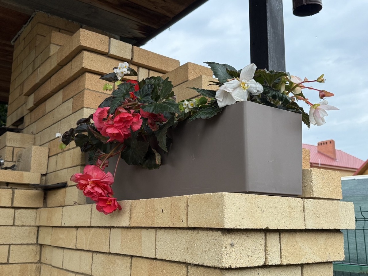 Клубневые бегонии. Фото автора