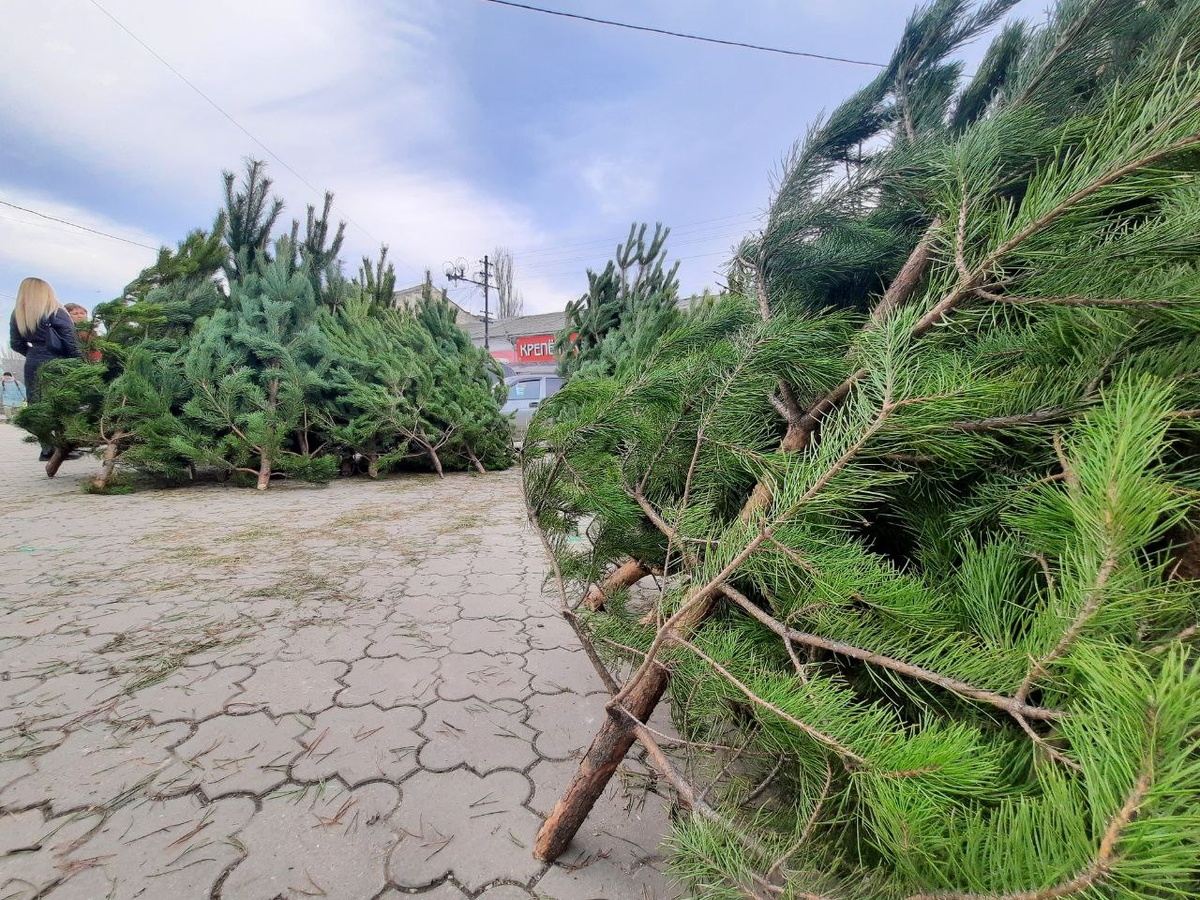 Фото: «Крым 24»