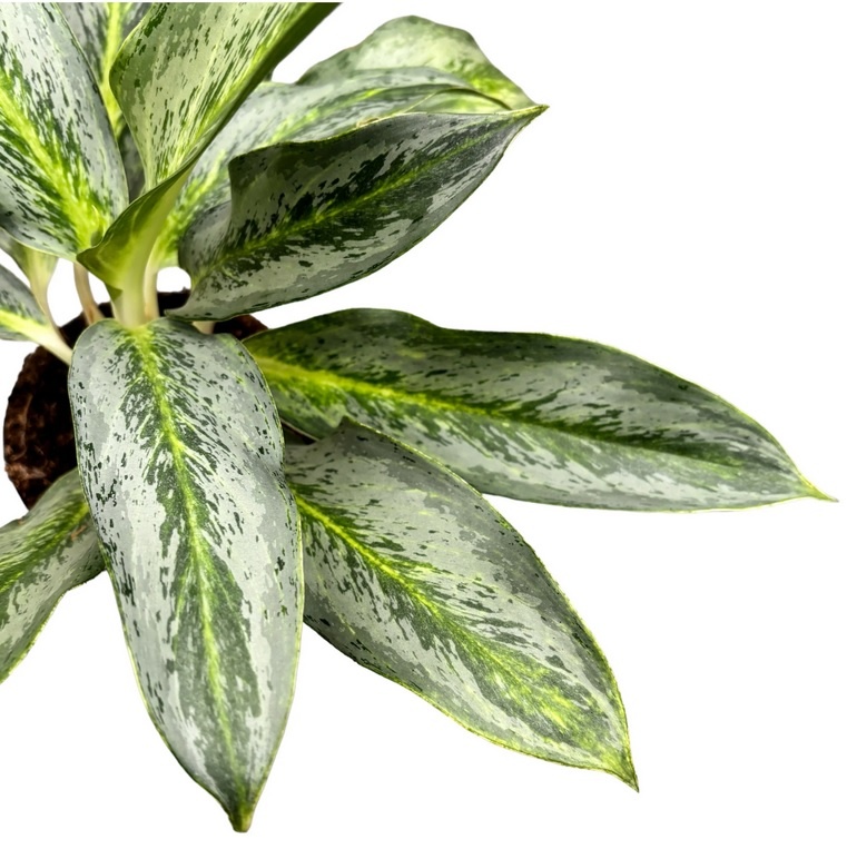 (Aglaonema Emerald Stone