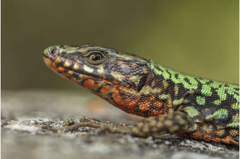    Редкое сочетание цветов. Поскольку синдром nigriventris распространяется по всему ландшафту, выбираются оранжевые и желтые оттенки окраски горла. Тем не менее, поскольку гены, отвечающие за окраску горла и признаки nigriventris, различны, ящерицы с оранжевым горлом и зеленой спиной будут существовать до того, как все аллели окраски исчезнут из популяции. Автор: Роберто Гарсия Роа