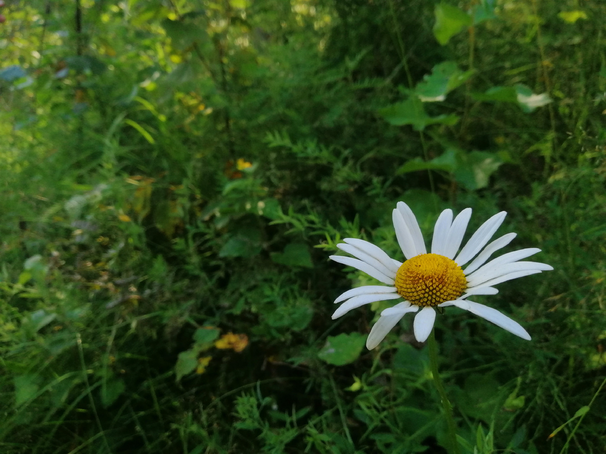 Нивяник иркутский (лат. Leucanthemum ircutianum), фото автора 🤳
