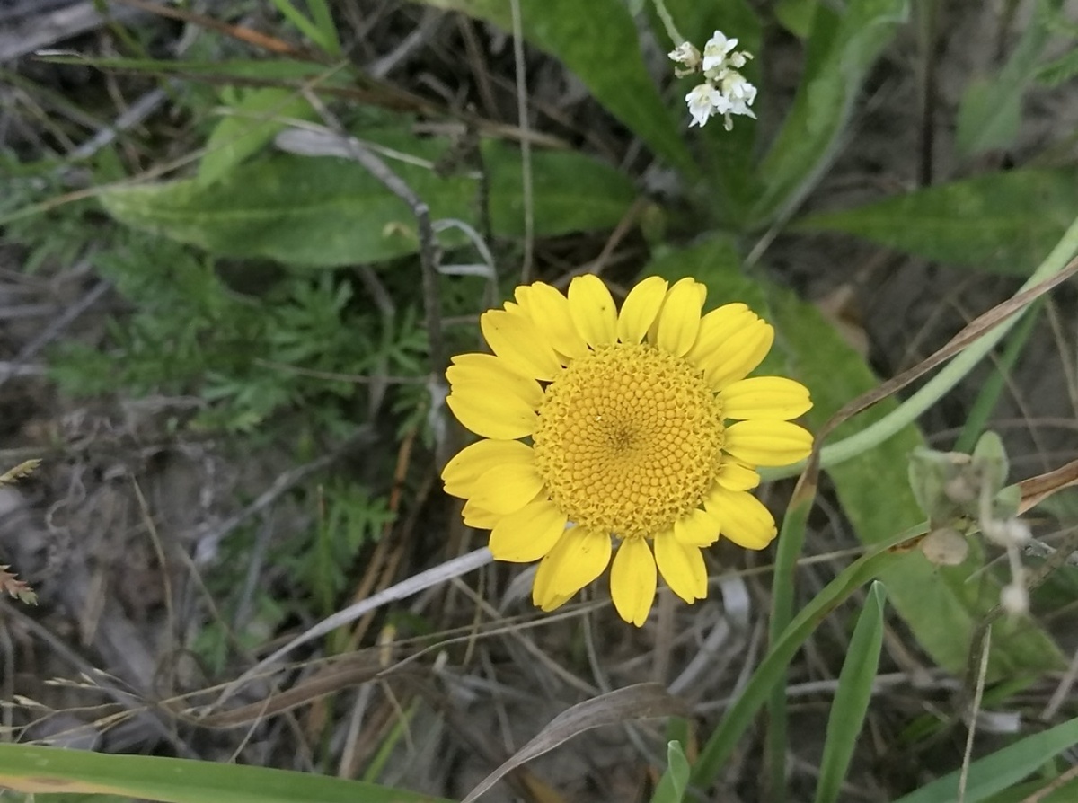 Пупавка красильная (лат. Cota tinctoria), фото автора 🤳