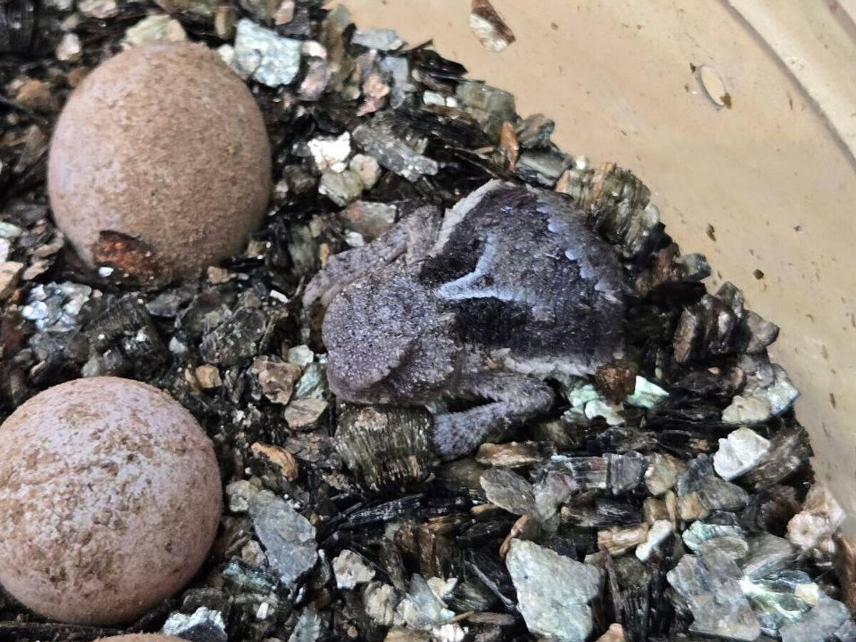    В Московском зоопарке появились на свет редкие ящерицы | © Фото : Светлана Акулова/Telegram