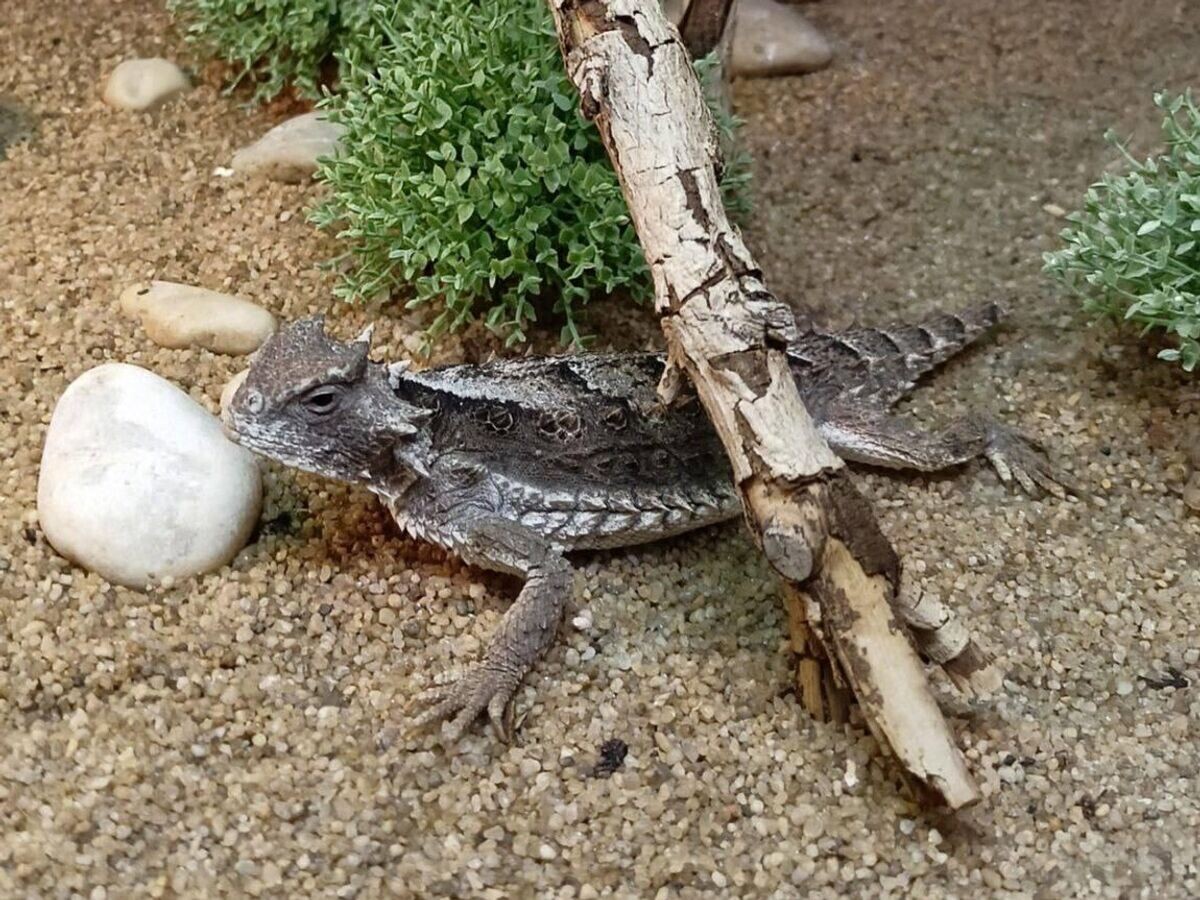    В Московском зоопарке появились на свет редкие ящерицы | © Фото : Светлана Акулова/Telegram