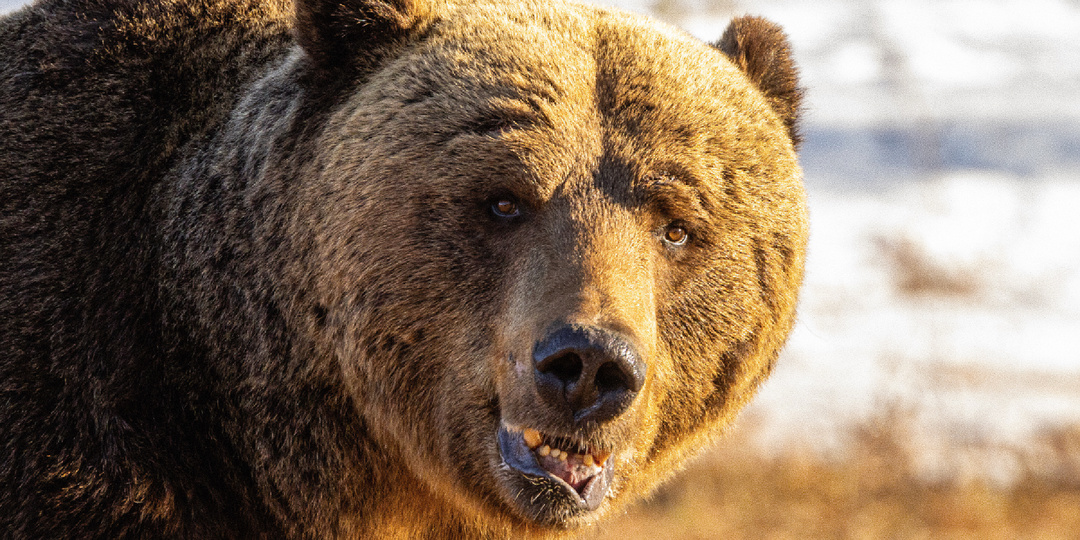 От спящего медведя до глухаря на току: 9 видов охоты, которые считаются постыдными