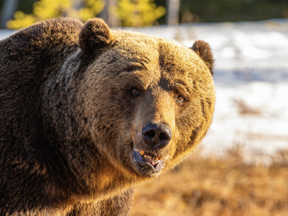 Медведь в берлоге не ест, не пьёт и не испражняется. Он слаб, дезориентирован и не способен к полноценной обороне. Фотография: paul_appleton, CC BY-NC 2.0