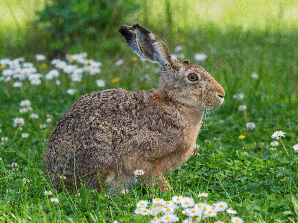 Гончие идут до последнего: пока Косой не упадёт от полного изнеможения. Учёные называют это „миопатией отлова“ — зверь погибает от внутреннего истощения ещё до того, как его схватят. Фотография: Bengt Nyman, CC BY 2.0 