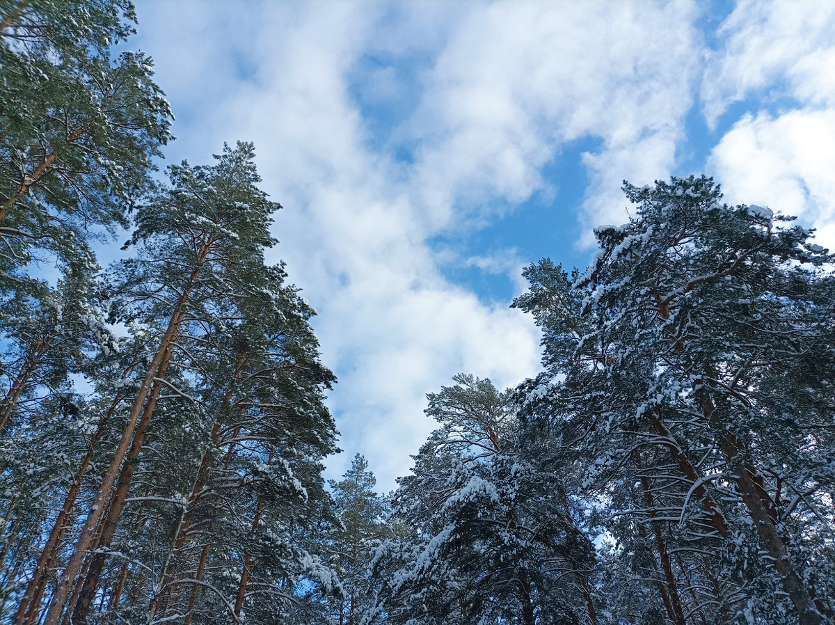 Прогулки по зимнему лесу