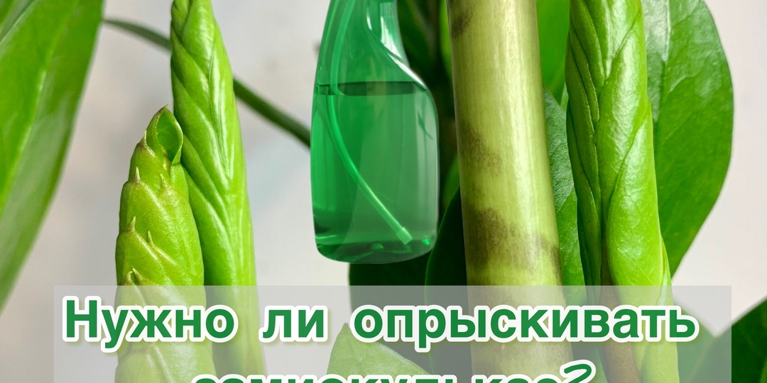 Нужно ли опрыскивать замиокулькас? Разбираемся в нюансах ухода за долларовым деревом
