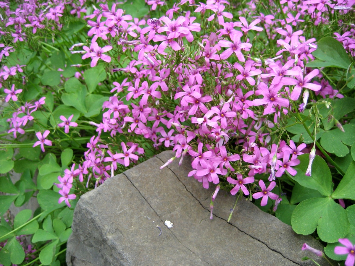    Кислица членистая,