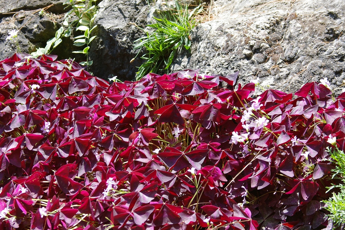    Кислица трапециевидная,