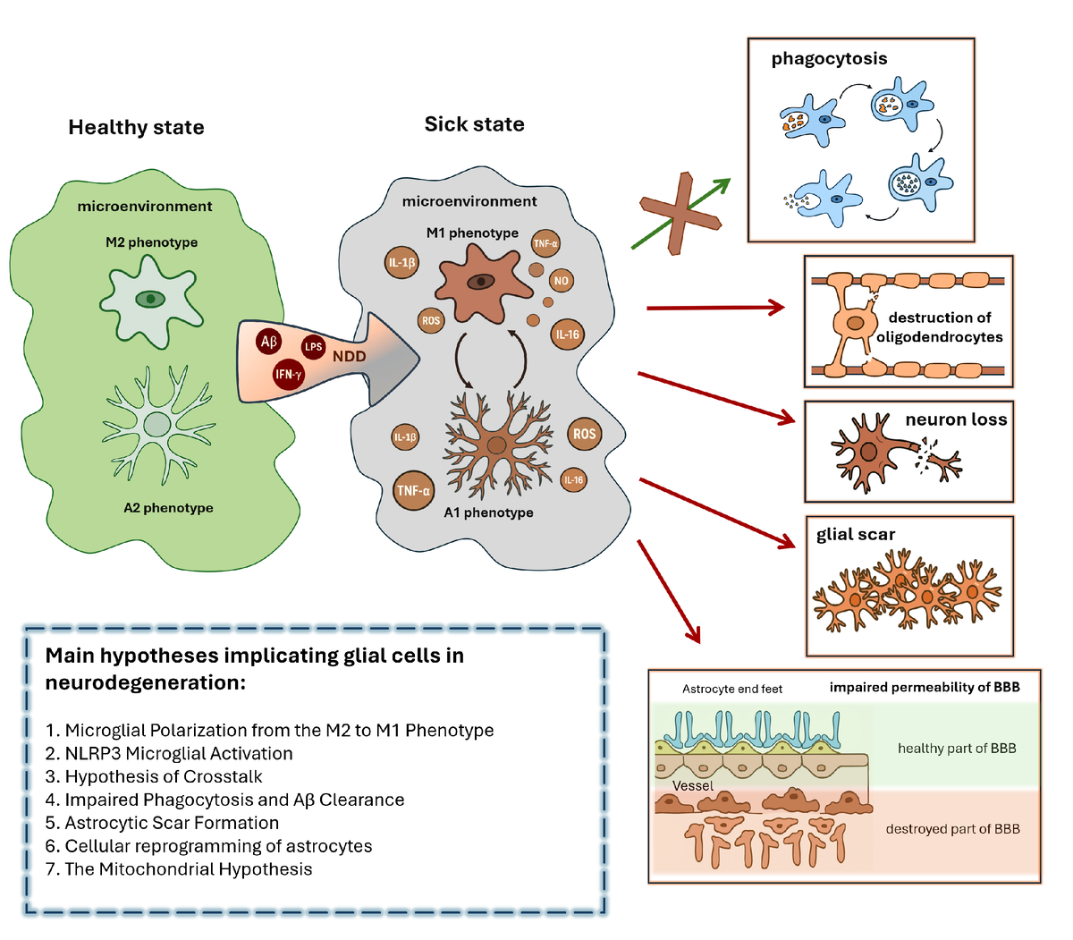 источник изображения: Ahremenko, Eugenia, Alexander Andreev, Danila Apushkin, and Eduard Korkotian. “Glial Cells in the Early Stages of Neurodegeneration: Pathogenesis and Therapeutic Targets.” International Journal of Molecular Sciences 26, no. 24 (2025): 11995. https://doi.org/10.3390/ijms262411995.

