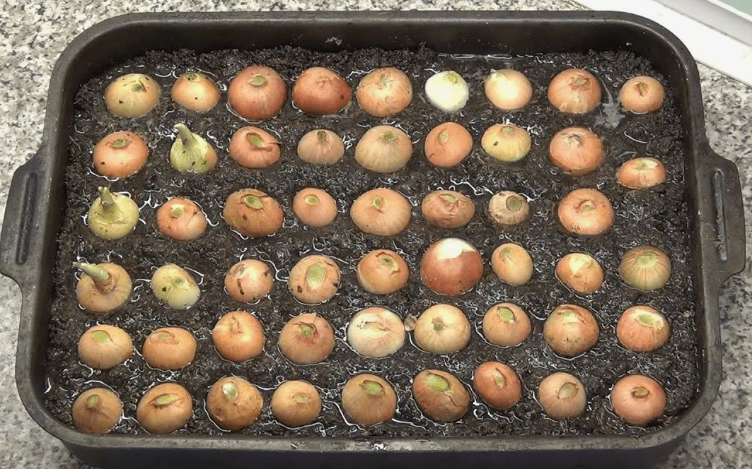 начальное фото лука при посадке 