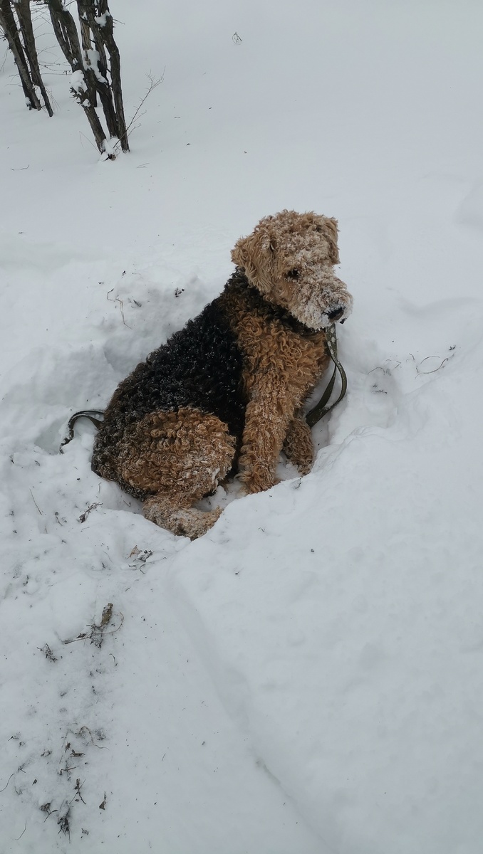 Эрдельтерьер