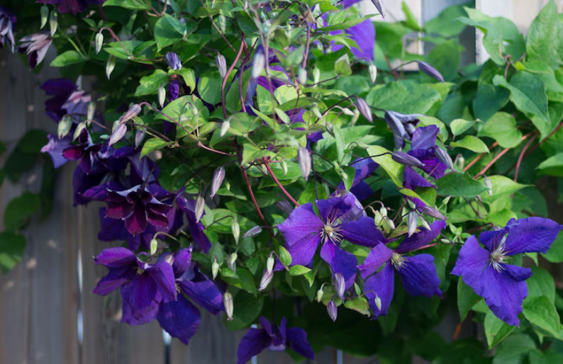 Клематис Гибридный Хагли Изображения