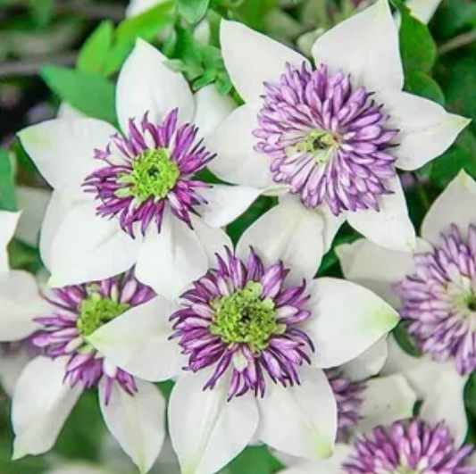 Клематис Биколор саженец 
