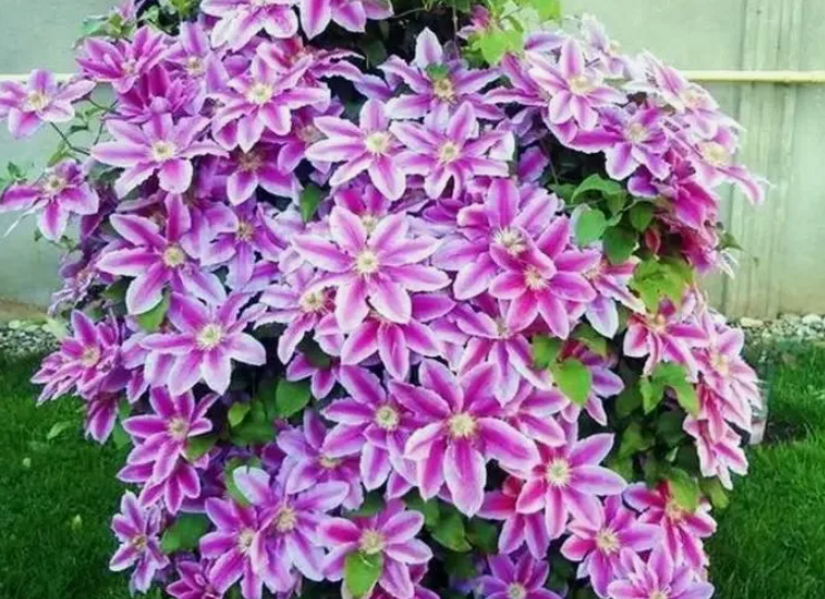 Вот ПЯТЬ сортов клематиса, которые цветут все лето