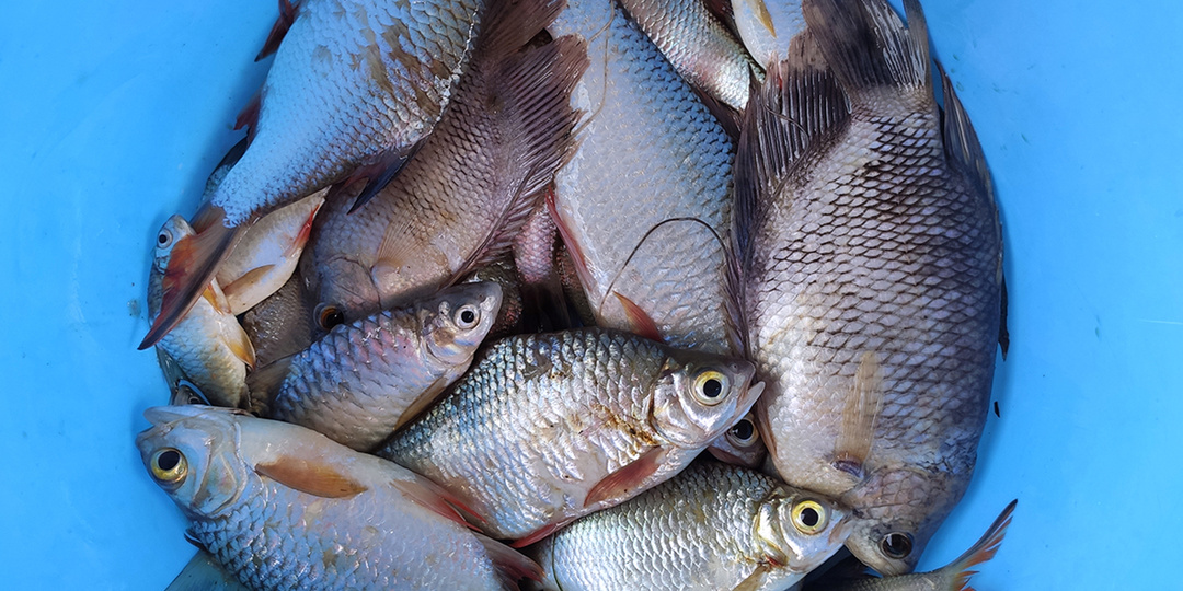 Речная рыба: сазан, карп, карась