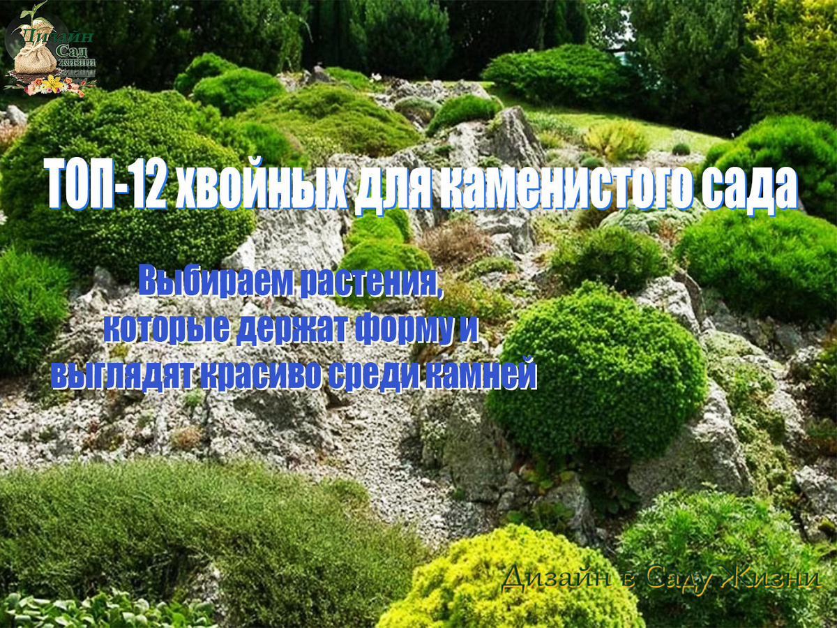 ТОП-12 хвойных для каменистого сада