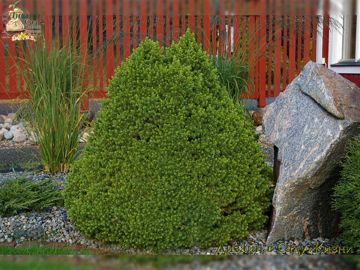 Ель канадская ‘Альберта Глоб’