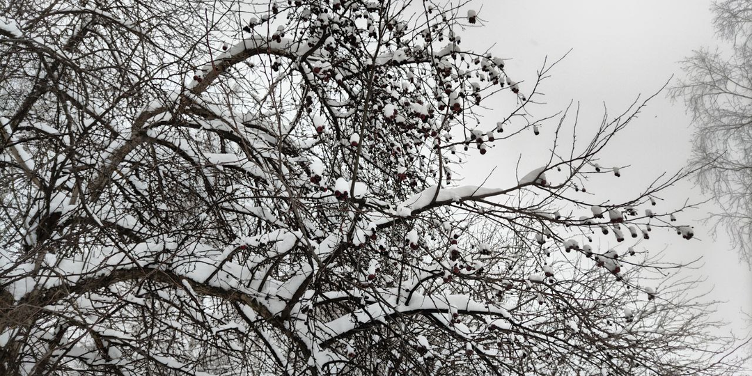 Сердце сироты. Глава 1.