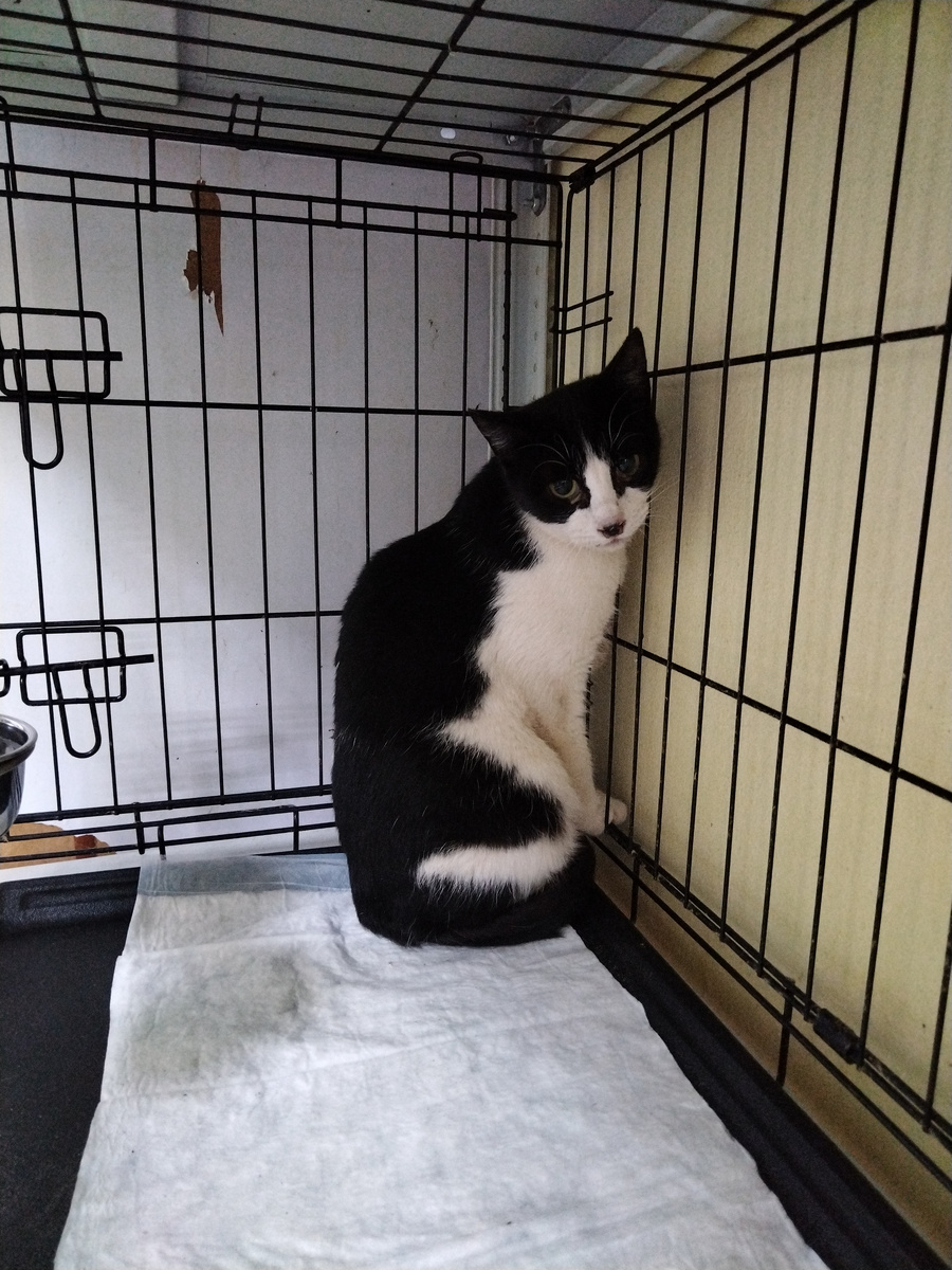 МиниФеликс или Фелиция (пока точно неизвестно)