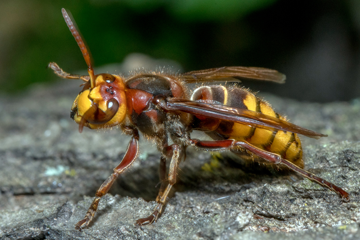 Фотография из интернета