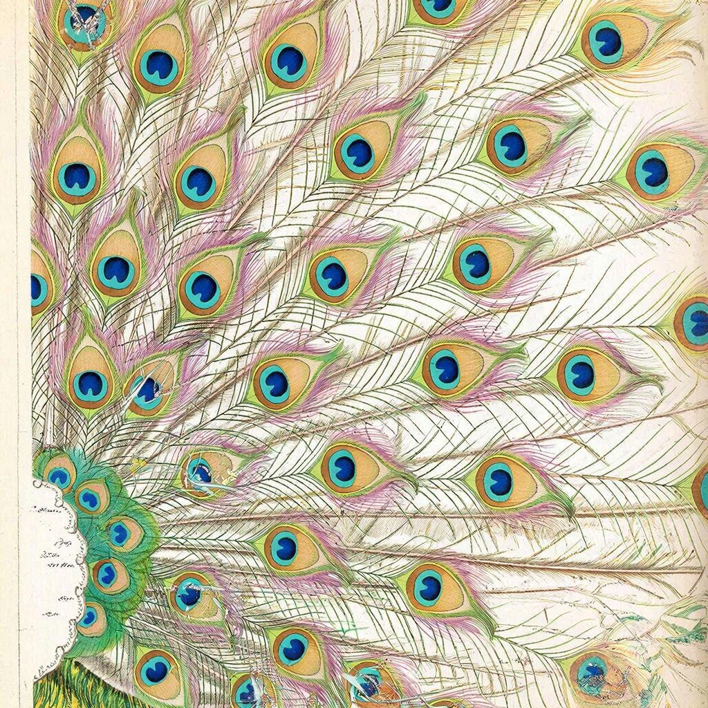 Чудо бесполезной, кричащей красоты. Виньетка на полях грандиозного трактата.