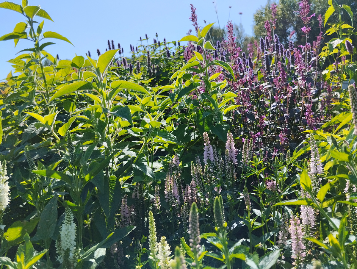 Сразу за верониками и монардой - многоколосники фенхельные и гибридные, а на заднем плане - морщинистые и мексиканские