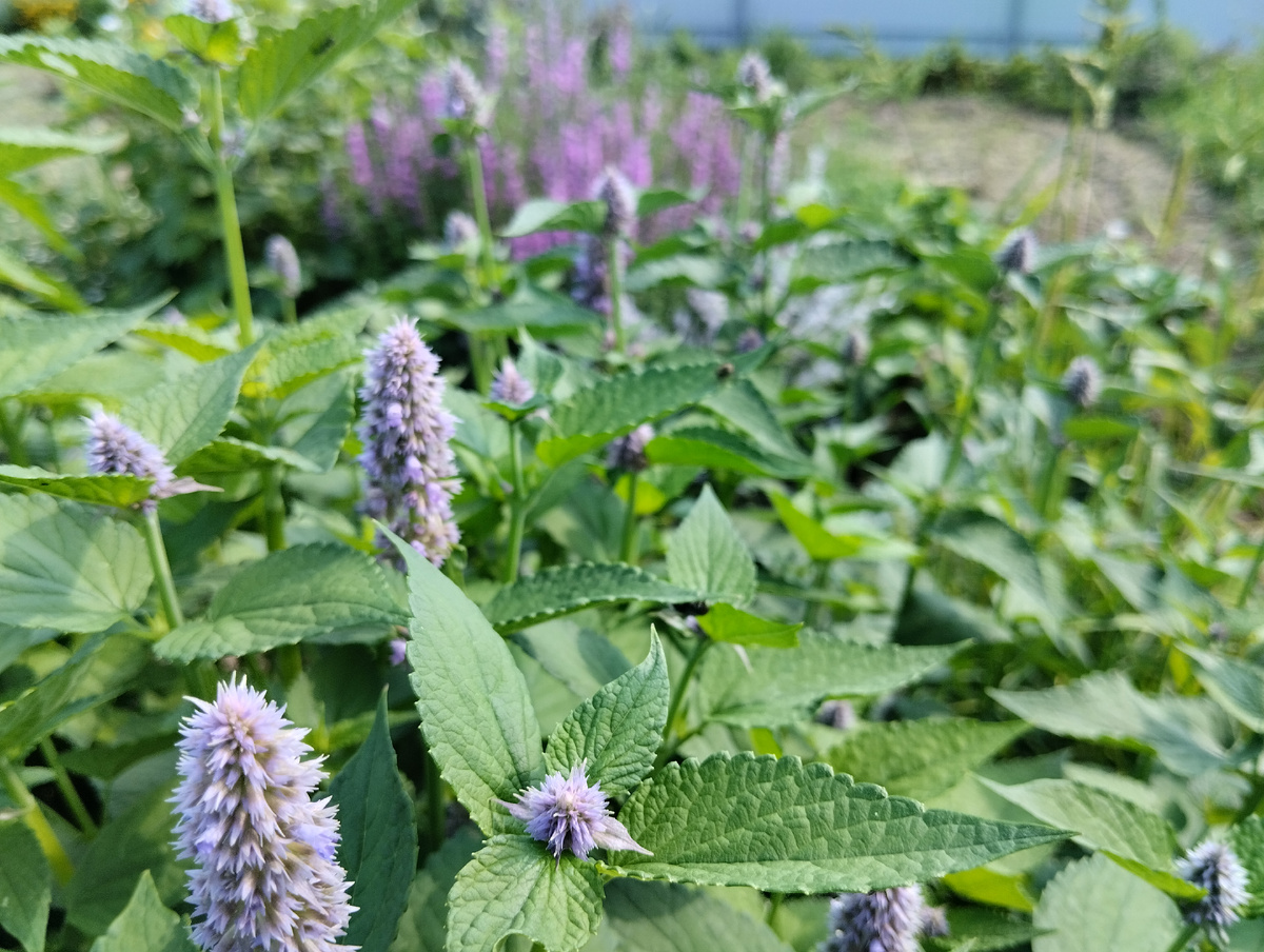 Многоколосник фенхельный "Мята Флорентина" - новый сорт, для чая