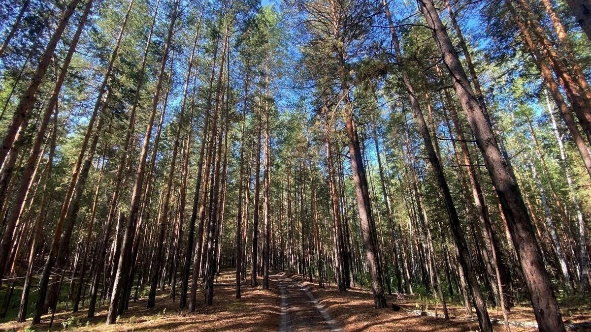    Караканский бор впечатляет своим величием.   Ольга Храмушкина / atas.info