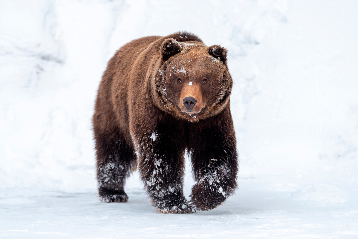 Бурый медведь — самый крупный зверь, который обитает в лесах нашей страны. Зимой он спускается редко, но в межсезонье появляется на тропах в поисках корма. Взрослый самец весит до 600 кг, двигается бесшумно и чувствует запахи за сотни метров. Фото: Shutterstock