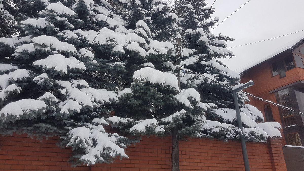 08.01.2025г. Подмосковье. Фото автора канала 