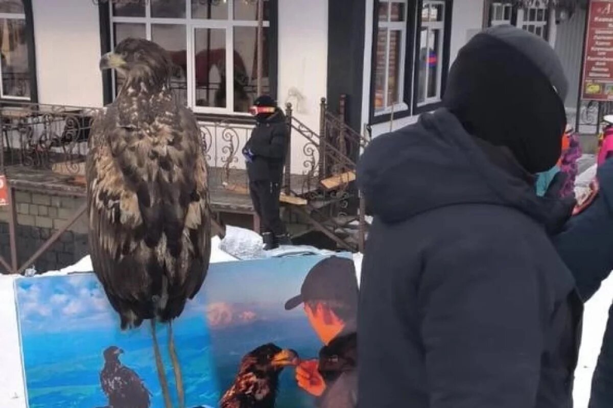    Полиция в КЧР остановила незаконный бизнес с орлом для фото